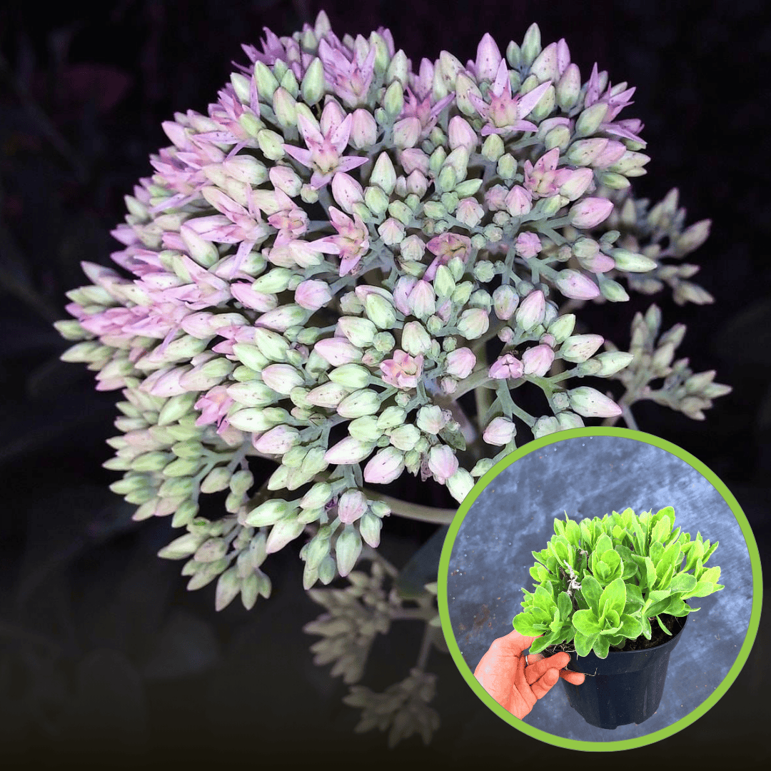 Rozchodnik Moonlight serenade - Sukulent na skalniaki Sedum Moonlight serenade 1