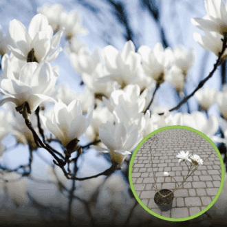 Magnolia Gwiaździsta Magnolia Gwiaździsta 1