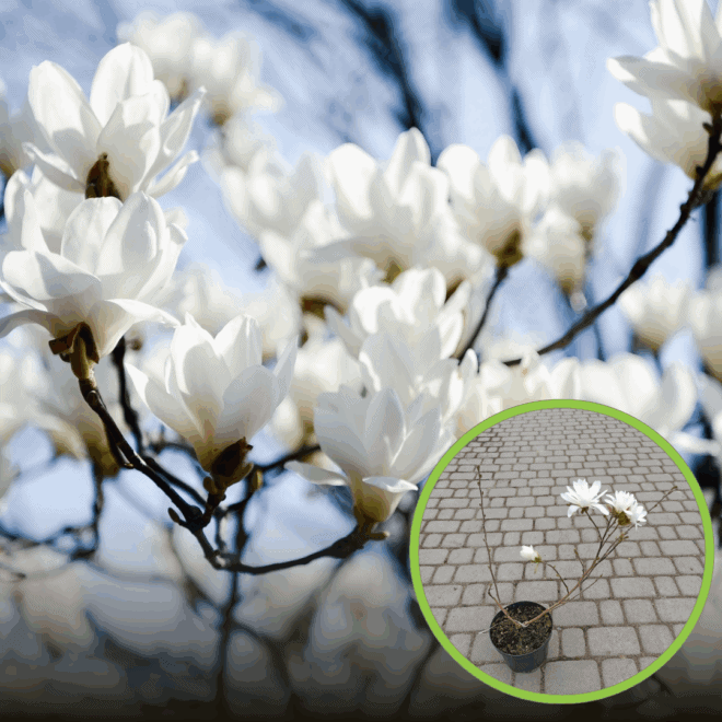 Magnolia Gwiaździsta Magnolia Gwiaździsta 1