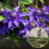 Powojnik Clematis Mazury Clematis 'Mazury' 1