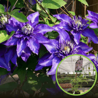 Powojnik Clematis Mazury Clematis 'Mazury' 1