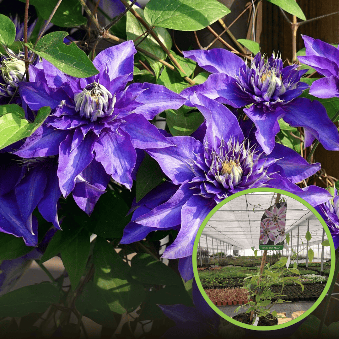 Powojnik Clematis Mazury Clematis 'Mazury' 1