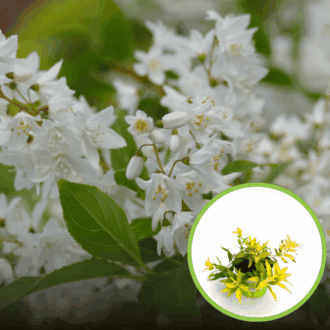 Żylistek mieszańcowy Aurea - złote liście Deutzia x hybrida 'Aurea ' 1