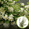 Jaśminowiec wonny - piękne kwiaty Philadelphus coronarius 1