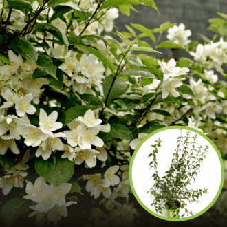 Jaśminowiec wonny - piękne kwiaty Philadelphus coronarius 1