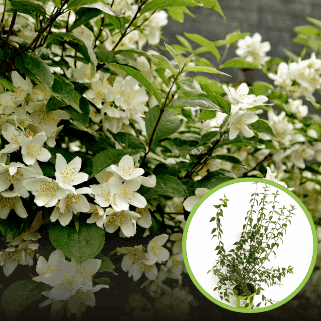 Jaśminowiec wonny - piękne kwiaty Philadelphus coronarius 1