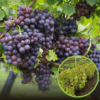 Winogron winorośl VENUS fioletowe owoce - SOCZYSTE OWOCE Vitis vinifera 'Venus' 1