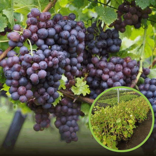 Winogron winorośl VENUS fioletowe owoce - SOCZYSTE OWOCE Vitis vinifera 'Venus' 1