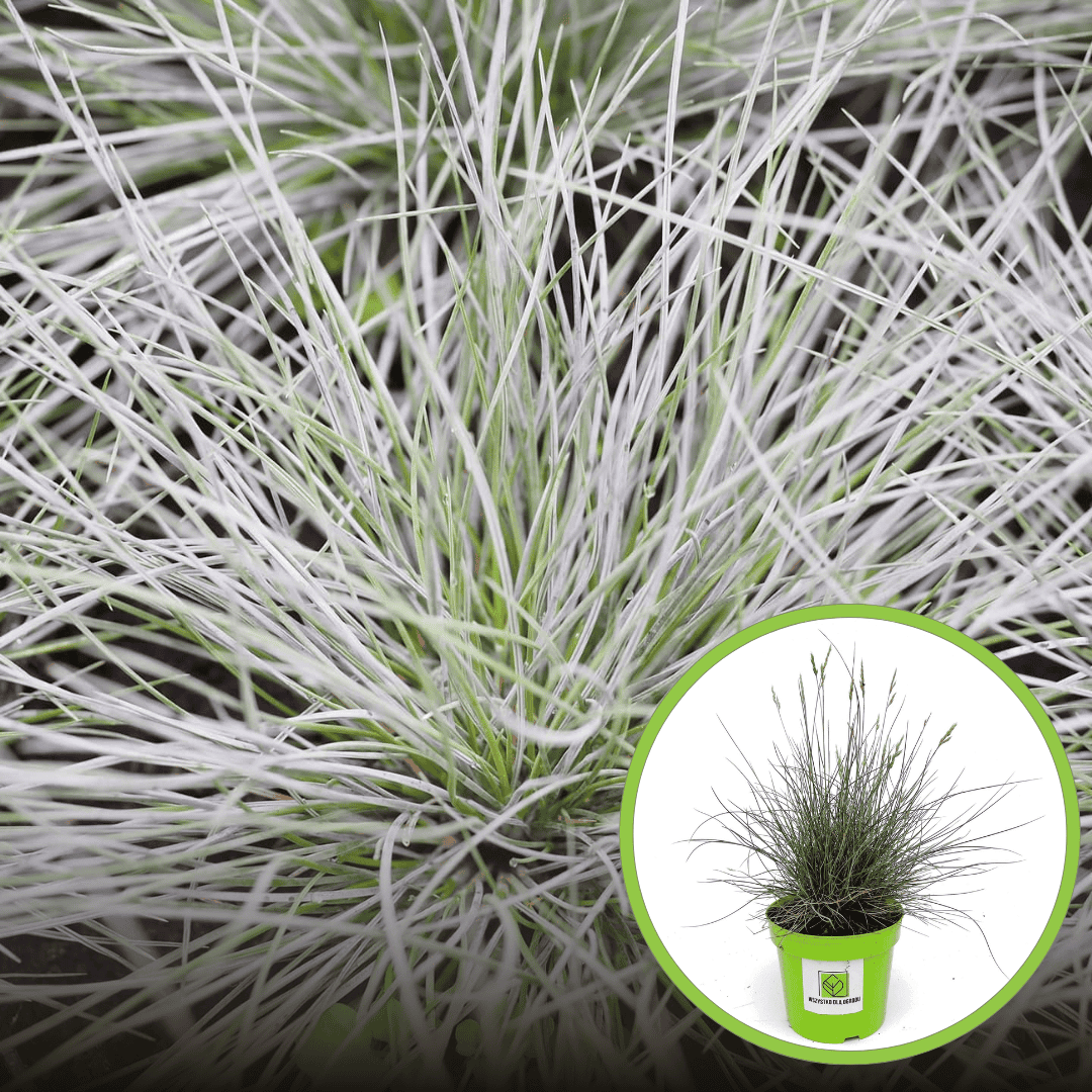 Kostrzewa sina Elijah Blue Festuca