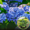 Hortensja ogrodowa (macrophylla) Nikko Blue Hydrangea macrophylla niebieska 1