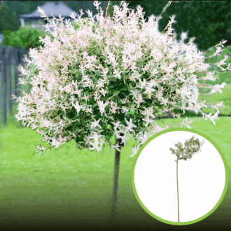 Wierzba Hakuro Nishiki na pniu Salix integra Hakuro nishiki (szczepiona) 1