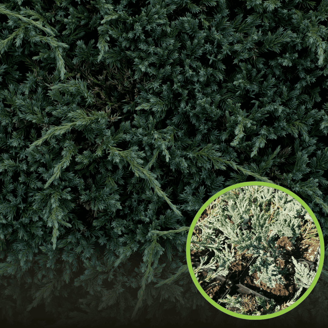 Jałowiec płożący „Blue Chip”-Juniperus horizontalis
