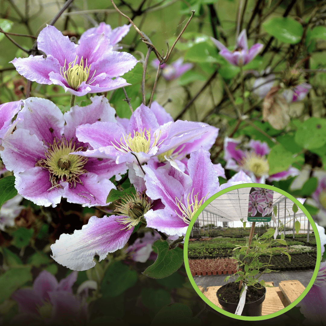 Powojnik Nelly Moser (Clematis) - Jasno różowa odmiana Clematis 'Nelly moser' 1