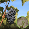 Winogron winorośl NERO - granatowe owoce na wino i nie tylko Vitis vinifera 'NERO' 1