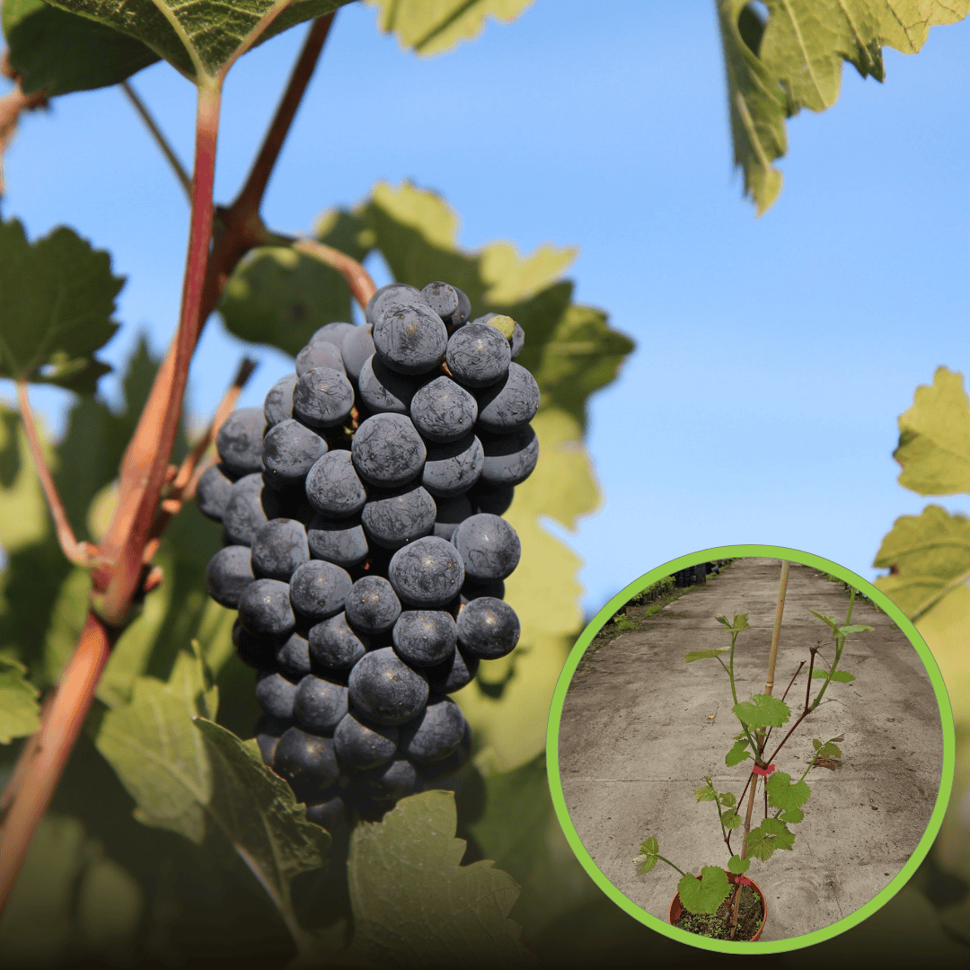 Winogron winorośl NERO - granatowe owoce na wino i nie tylko Vitis vinifera 'NERO' 1