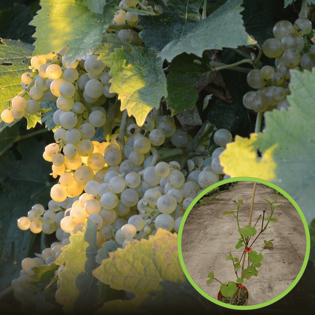 Winogron INTERLAKEN bezpestkowy, winorośl - POPULARNA Vitis vinifera 'INTERLAKEN ' 1