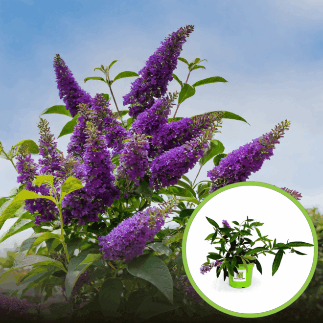 Budleja Dawida /Motyli krzew BLACK KNIGHT -Fioletowa Budleii davidii 'Black Knight' 1