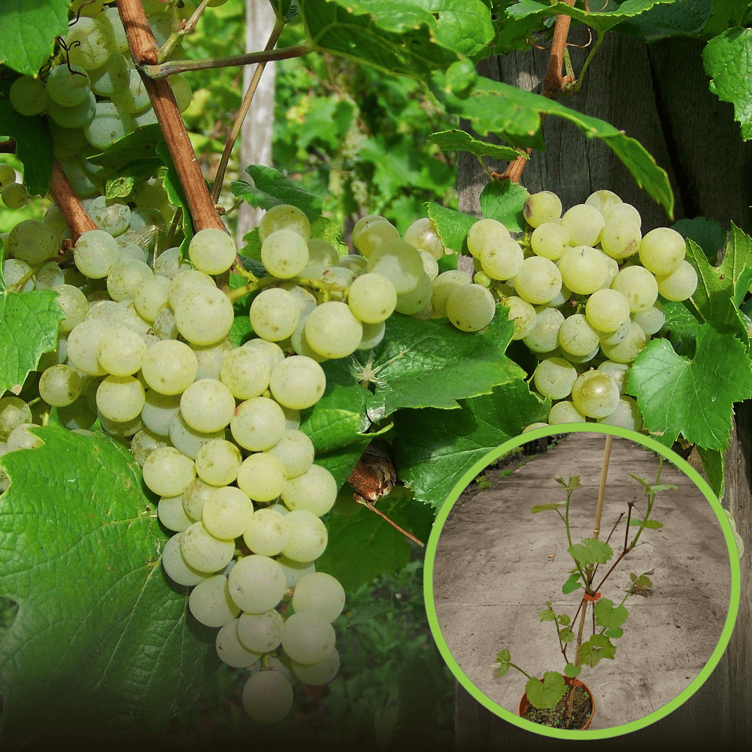 Winogron "Suwile" - NIEDOCENIANA ODMIANA Vitis vinifera 'Suwile' 1