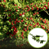 Irga pozioma - na skarpy i do ogrodu! Cotoneaster horizontalis 1