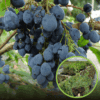 Jagoda kamczacka JOLANTA - WCZESNA POLSKA ODMIANA Lonicera caerulea L. var. kamtschatica 'JOLANTA ' 1