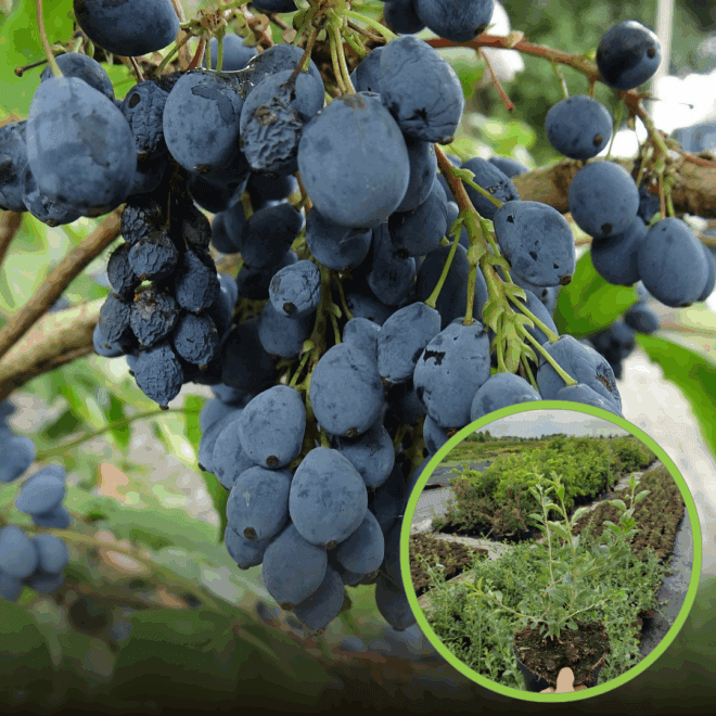 Jagoda kamczacka JOLANTA - WCZESNA POLSKA ODMIANA Lonicera caerulea L. var. kamtschatica 'JOLANTA ' 1