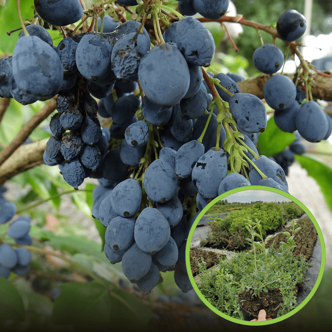 Jagoda kamczacka JOLANTA - WCZESNA POLSKA ODMIANA Lonicera caerulea L. var. kamtschatica 'JOLANTA ' 1