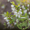 Jagoda kamczacka MORENA - BARDZO WCZESNA ODMIANA Lonicera caerulea L. var. kamtschatica 'MORENA ' 1