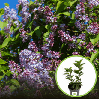 Lilak Pospolity Palibin (Bez)- Fioletowy Syringa vulgaris 'Palibin 1