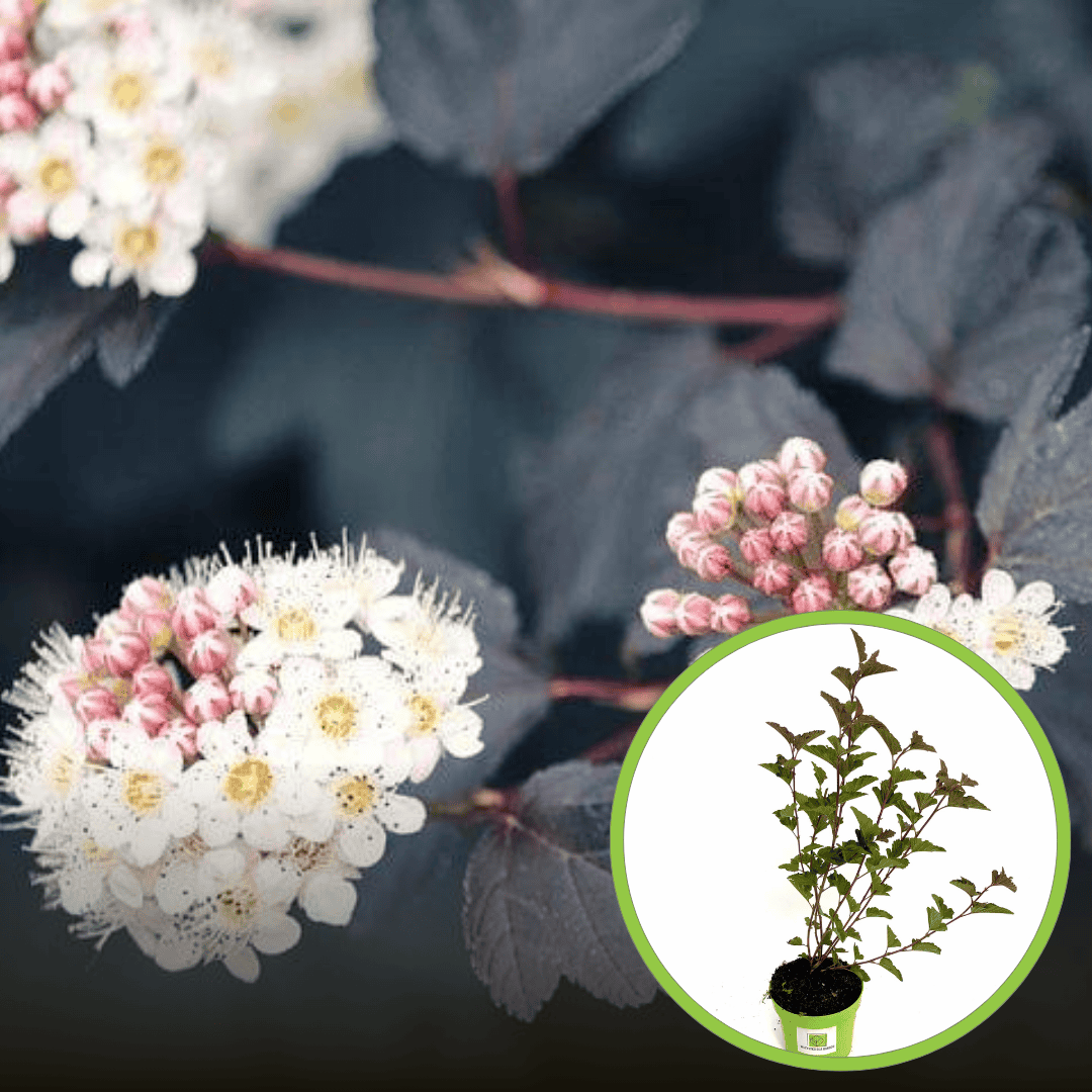 Pęcherznica kalinolistna DIABOLO - Ciemna Physocarpus opulifolius " Diabolo " 1