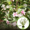 Krzewuszka cudowna "Nana Variegata" - Nakrapiana i niska odmiana Weigela florida "Nana Variegata" 1