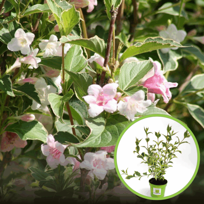 Krzewuszka cudowna "Nana Variegata" - Nakrapiana i niska odmiana Weigela florida "Nana Variegata" 1
