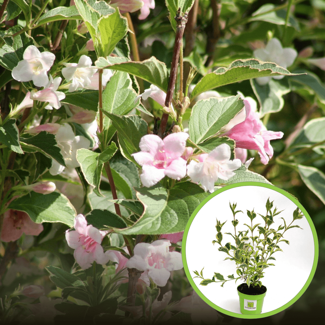 Krzewuszka cudowna "Nana Variegata" - Nakrapiana i niska odmiana Weigela florida "Nana Variegata" 1