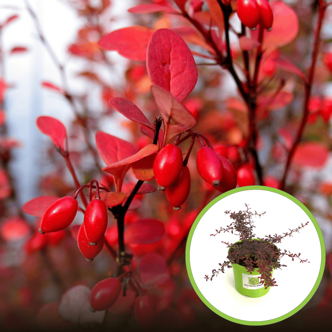 Berberys Thunberga Red Carpet - czerwony Berberis Thunbergii 'Red Carpet' 1
