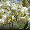 Świdośliwa SMOKY Sadzonka - BESTSELLER Amelanchier Smoky 1