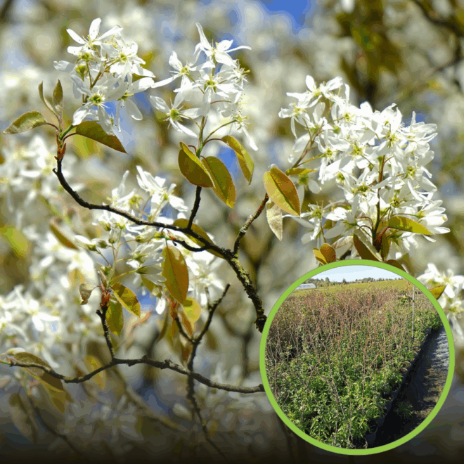 Świdośliwa SMOKY Sadzonka - BESTSELLER Amelanchier Smoky 1