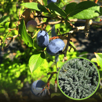 Borówka amerykańska BRIGITTA - PÓŹNA ODMIANA Vaccinium corymbosum 'BRIGITTA' 1