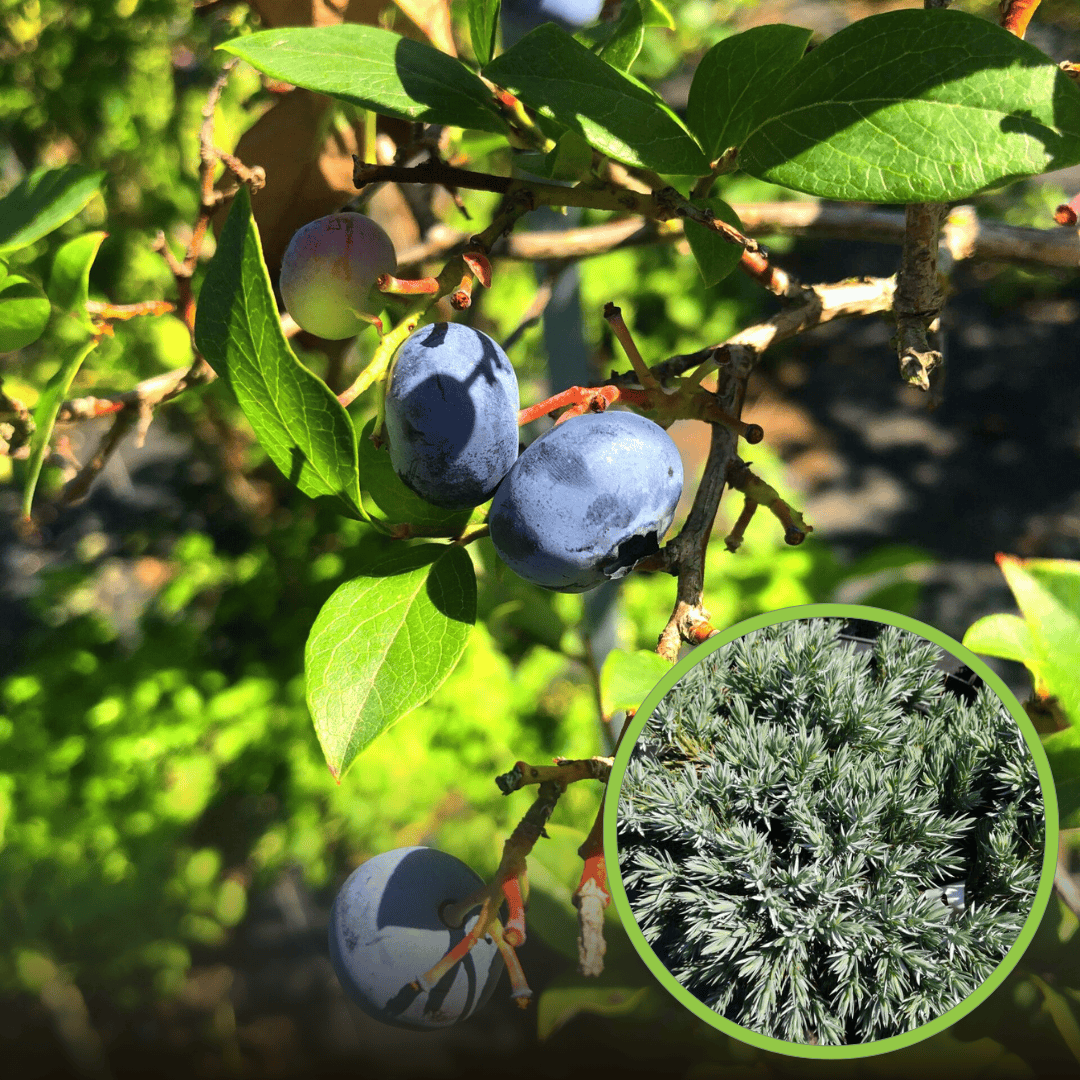 Borówka amerykańska BRIGITTA - PÓŹNA ODMIANA Vaccinium corymbosum 'BRIGITTA' 1