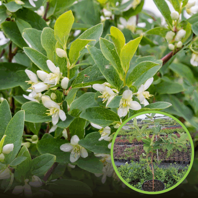 Jagoda Kamczacka HONEY BLUE - OWOCUJE NAWET 30 LAT Lonicera caerulea L. var. kamtschatica 'HONEY BLUE' 1