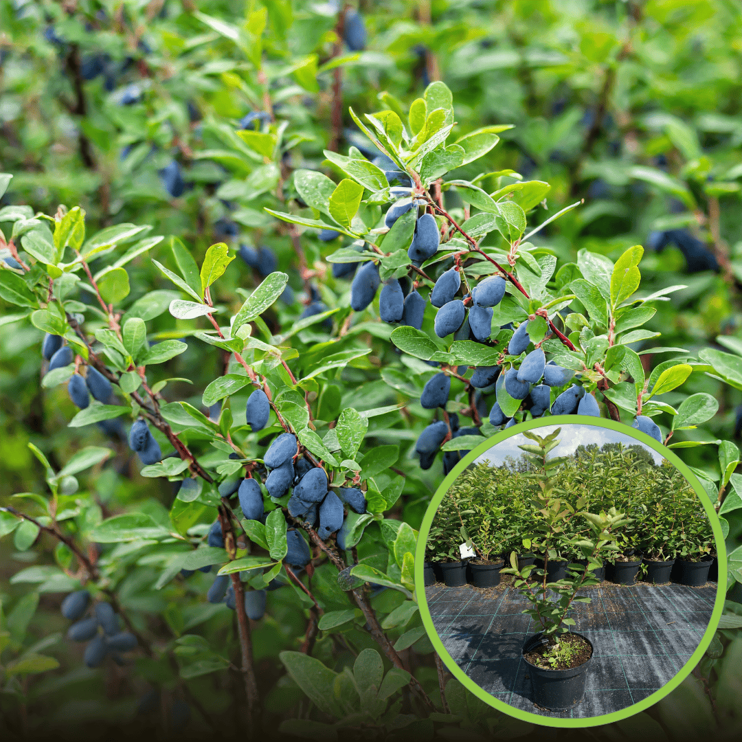 Jagoda kamczacka INDIGO GEM - OBFICIE OWOCUJĄCA Lonicera caerulea L. var. kamtschatica 'INDIGO GEM' 1