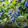 Jagoda kamczacka TOMICZKA -PÓŹNA ODMIANA Lonicera caerulea L. var. kamtschatica 'TOMICZKA 1