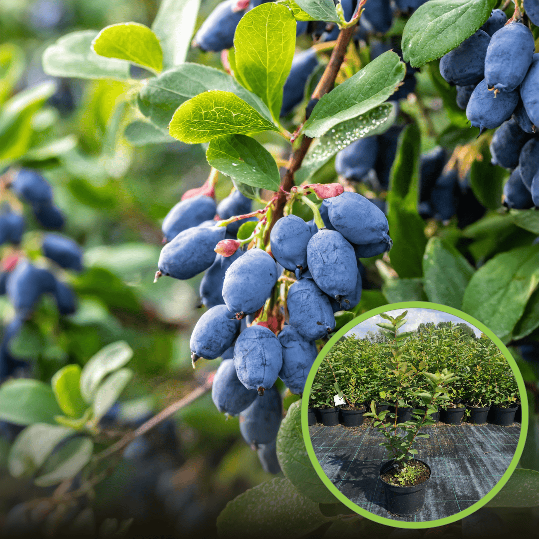 Jagoda kamczacka TOMICZKA -PÓŹNA ODMIANA Lonicera caerulea L. var. kamtschatica 'TOMICZKA 1