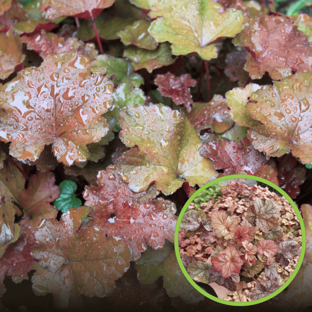 Żurawka World Caffe Amaretto Heuchera 'World Caffe Amaretto' 1