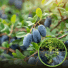 Jagoda kamczacka DUET - Soczyste i zdrowe owoce Lonicera caerulea L. var. kamtschatica 'DUET ' 1