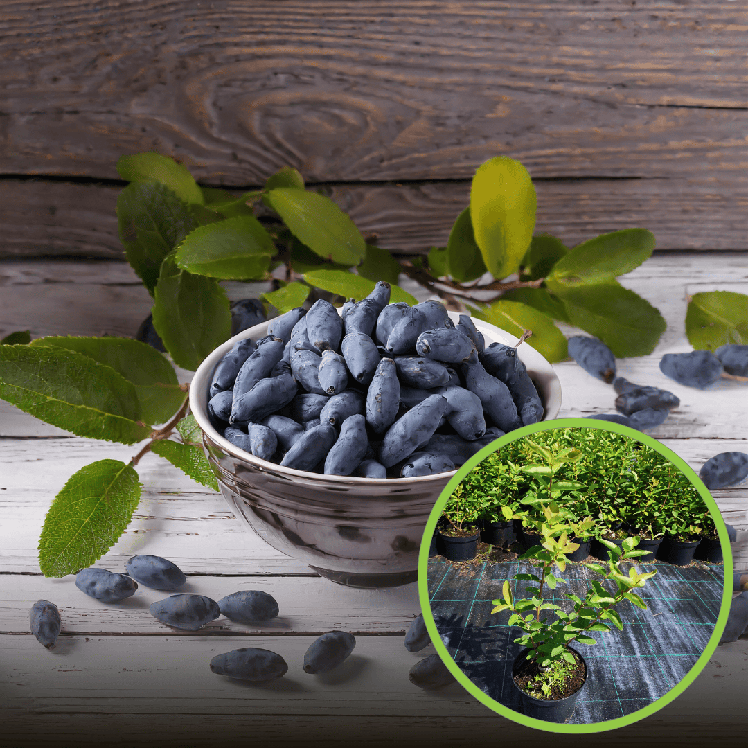 Jagoda kamczacka ZOJKA - SŁODKA ODMIANA Lonicera caerulea L. var. kamtschatica 'ZOJKA ' 1