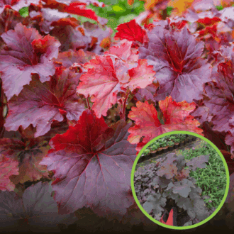 Żurawka Autumn Leaves - Czerwona Heuchera 'Autumn Leaves' 1