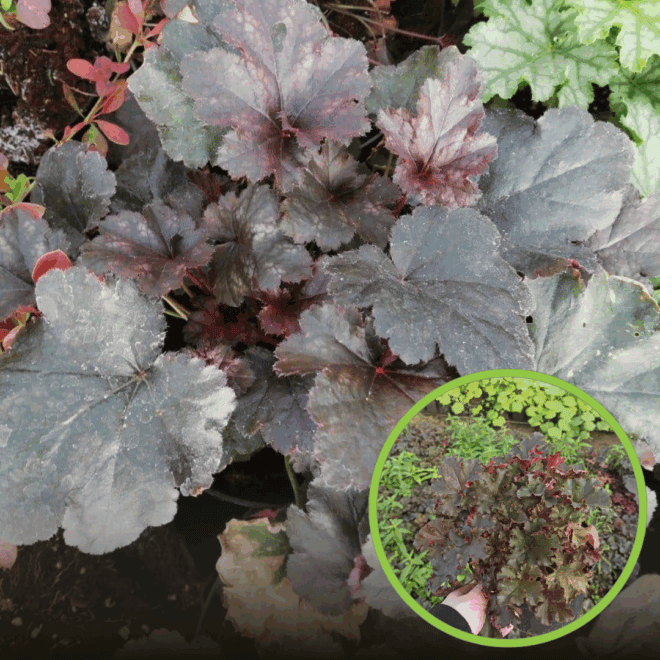 Żurawka Palace Purple - Ciemna Heuchera ' Palace Purple' 1
