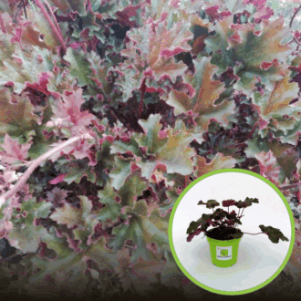 Żurawka Heuchera Crimson Curls - Różowa odmiana Heuchera 'Crimson Curls' 1