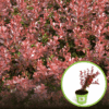 Berberys Thunberga Red Dream- Czerwona odmiana Berberis Thunbergii 'Red Dream' 1