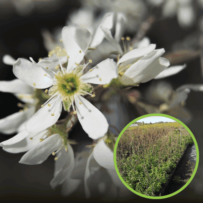 Świdośliwa SLEYT - WCZESNA Amelanchier Sleyt 1