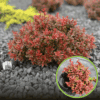 Berberys Thunberga Admiration - czerwony kulisty Berberis Thunbergii 'Admiration' 1
